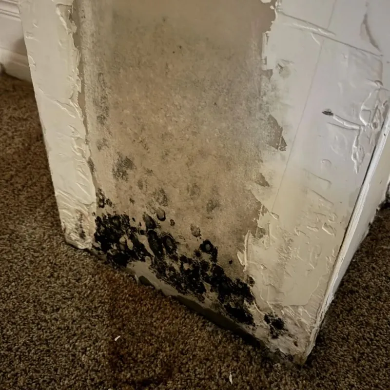 Professional Mold Removal in Keizer, OR